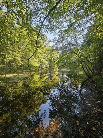 a view of a large yard with lots of plants