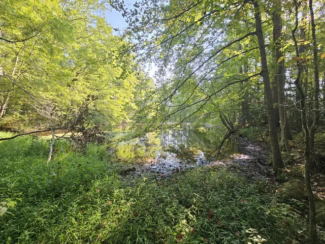 a view of a tree in a yard