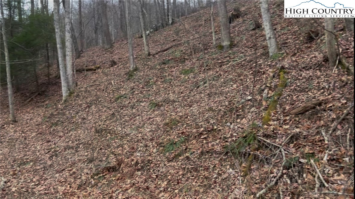 Martinez Road Crumpler, NC 28617 - Photo 3 of 12