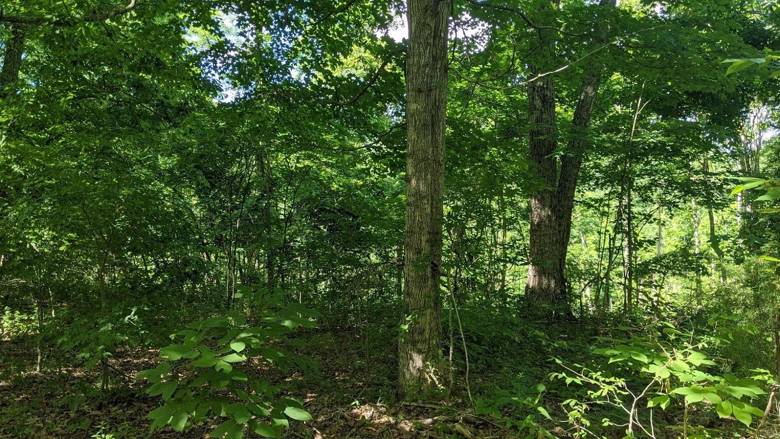 0 Rock Vw Road Pall Mall, TN 38577 - Photo 3 of 12