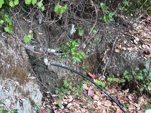 a view of a forest that has a tree