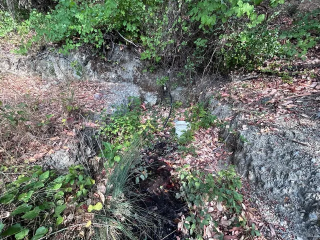 a view of a yard with large trees