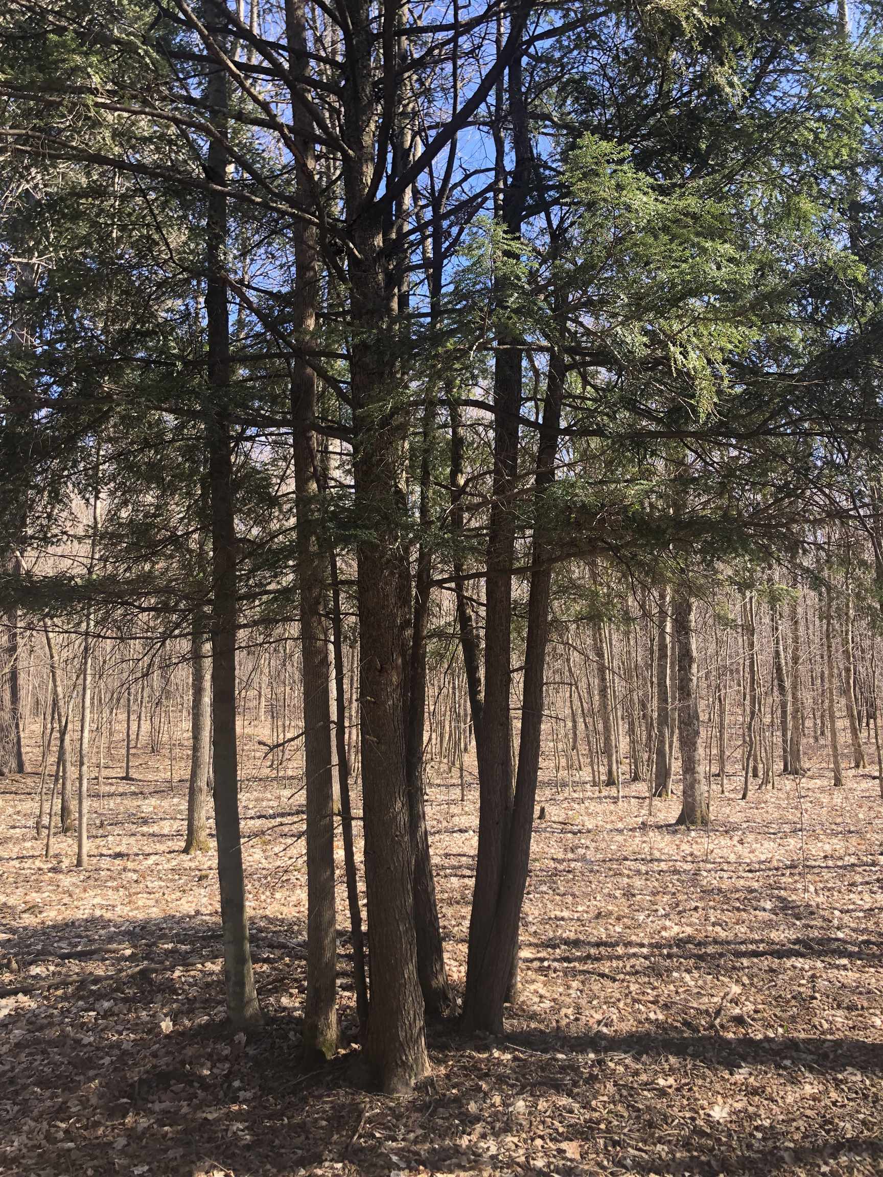 9 South 9 Mile Road Copemish, MI 49625 - Photo 11 of 35