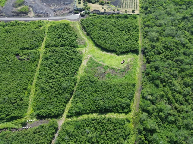 a view of a garden with plants