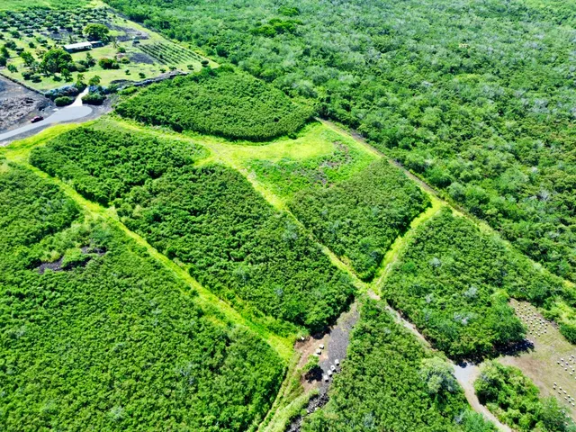a view of a lush green forest