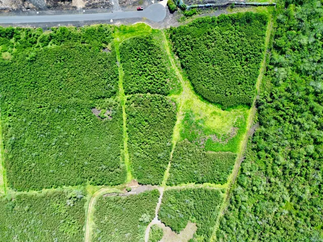 a view of a garden in a yard