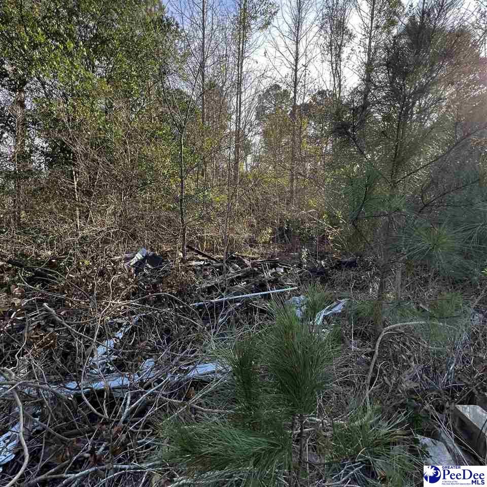 168 I M Graham Road Kingstree, SC 29556 - Photo 3 of 5 Gallery Image 3