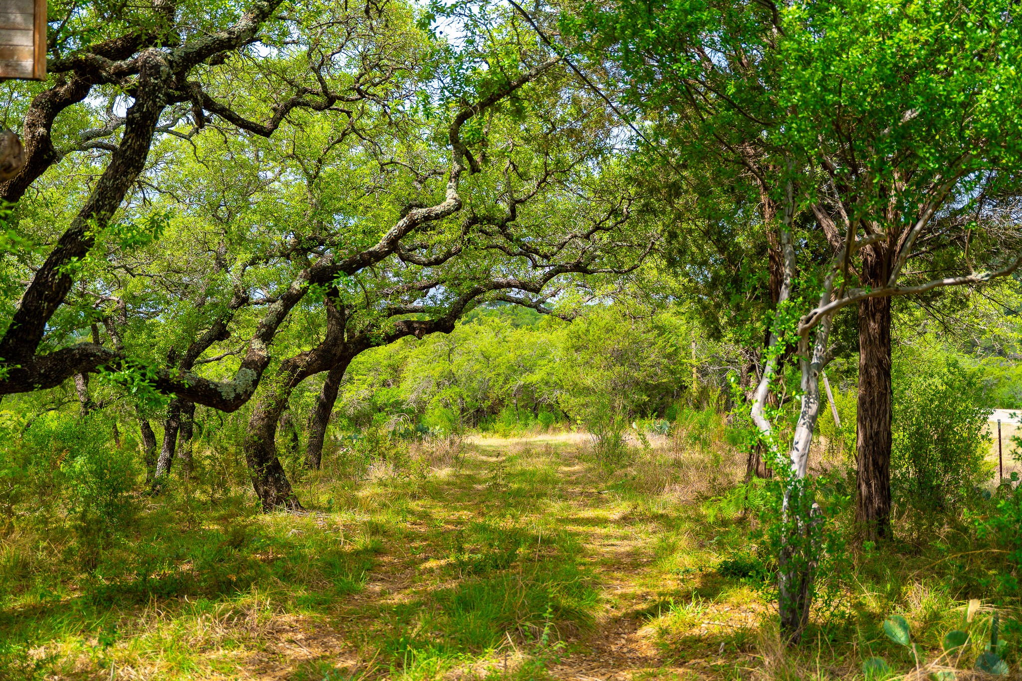 28205 Turner Ranch Road Marble Falls, TX 78654 - Photo 14 of 39 a view of a tree