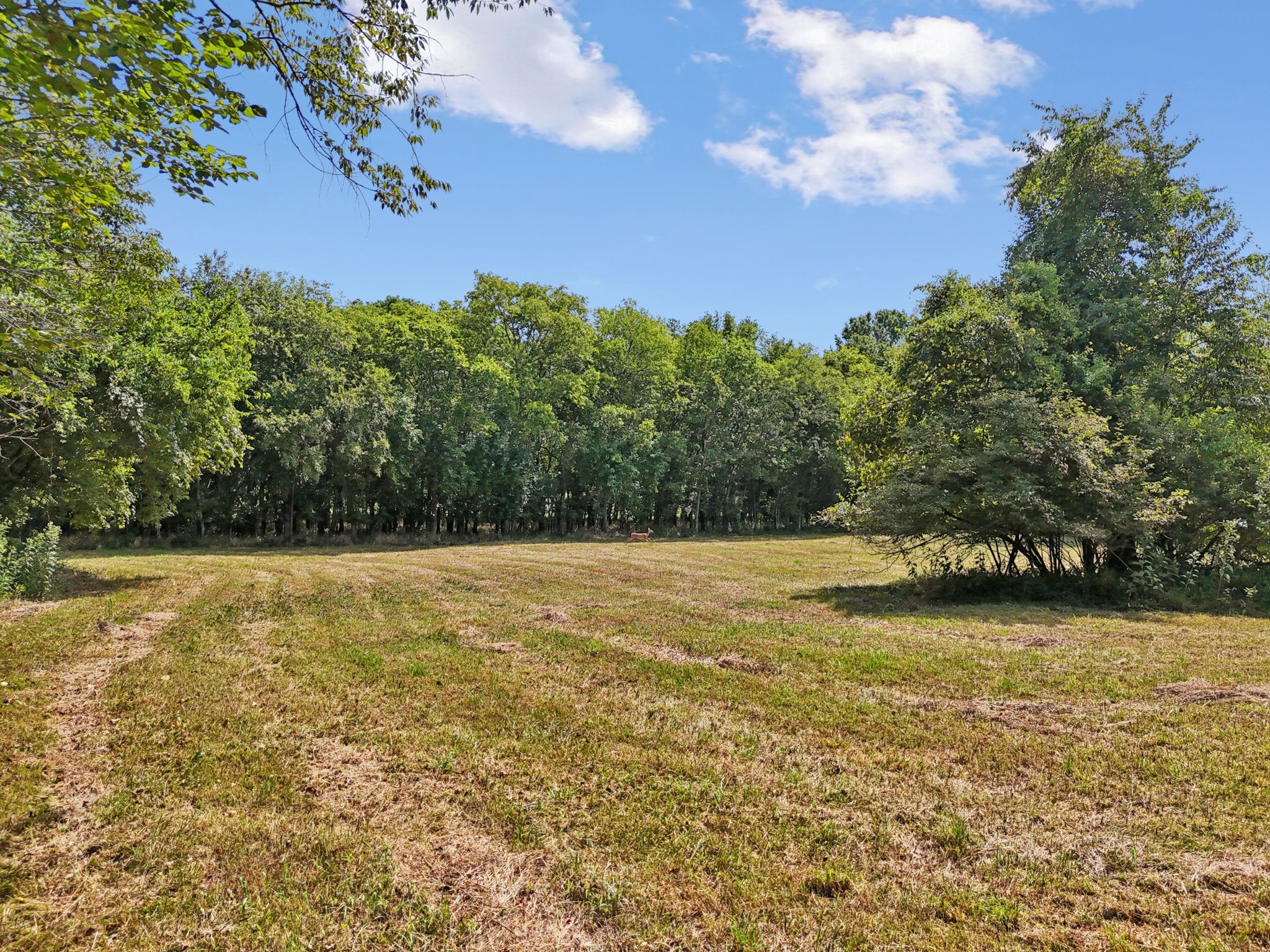 3 Lebanon Road Lebanon, TN 37087 - Photo 15 of 22 a view of a yard with an trees