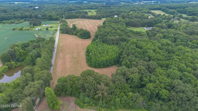 a view of a green yard with plants and large trees