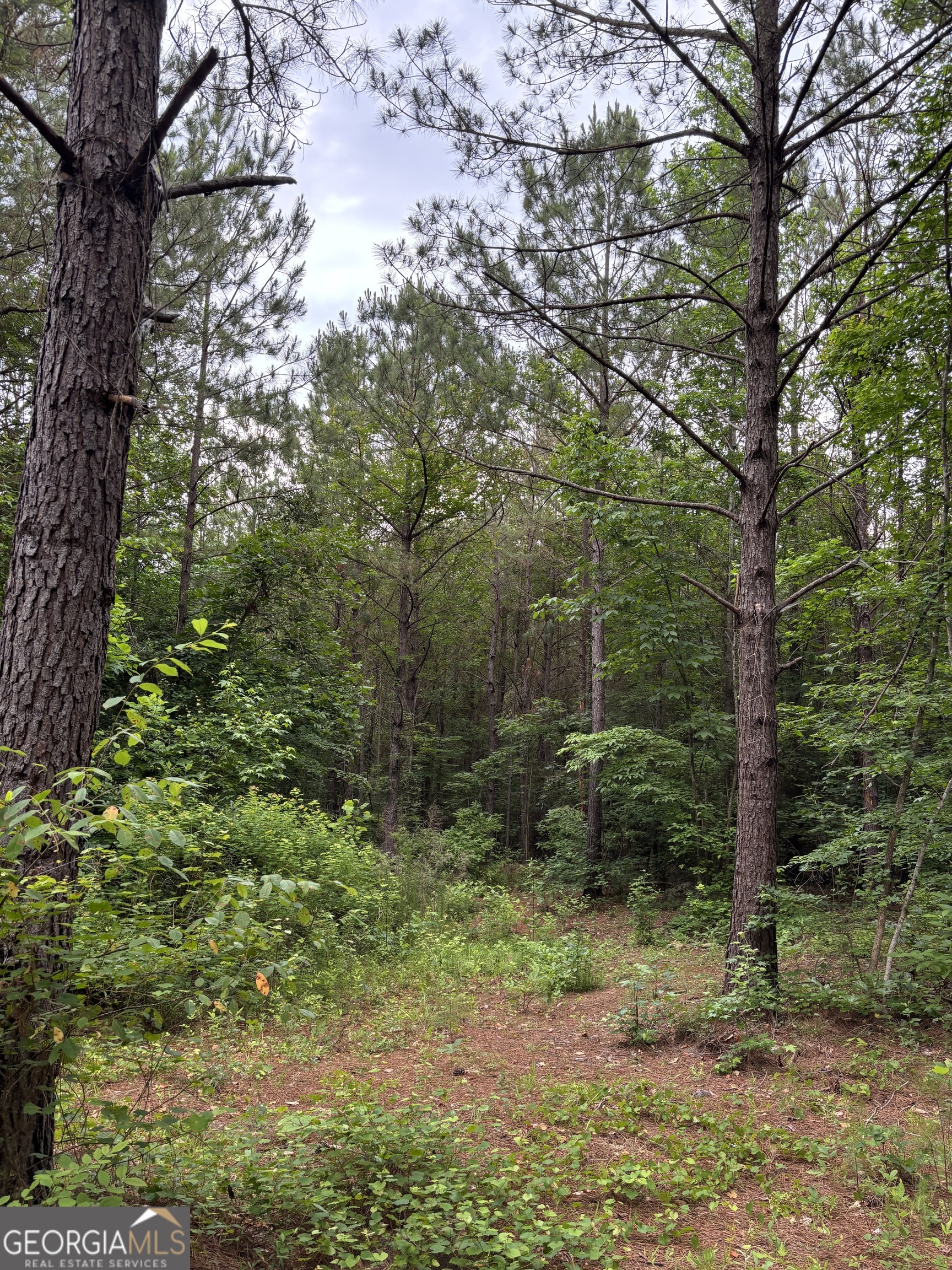 0 County Road 193 Valley, AL 36854 - Photo 12 of 23