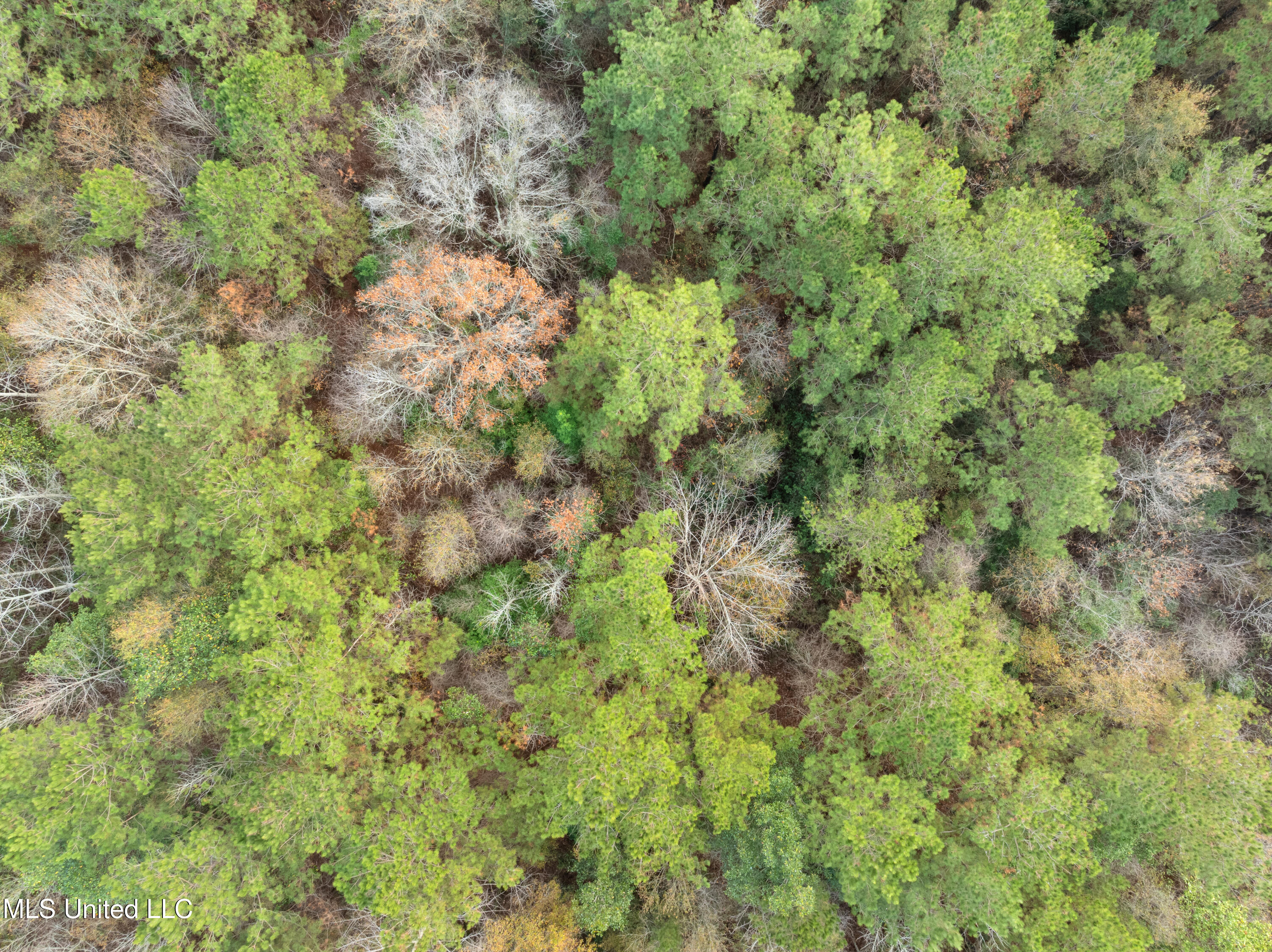 84.50-acre 84.50-acre Carter Guthrie Road Moselle, MS 39459 - Photo 13 of 13 00_Guthrie_Carter_Rd-26