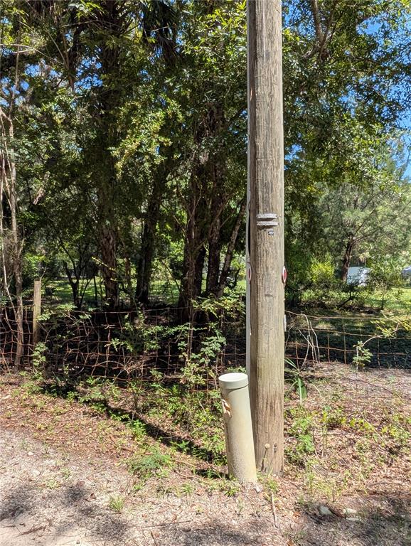 6252 East River Road Hernando, FL 34442 - Photo 6 of 8 a view of a yard with plants and tree