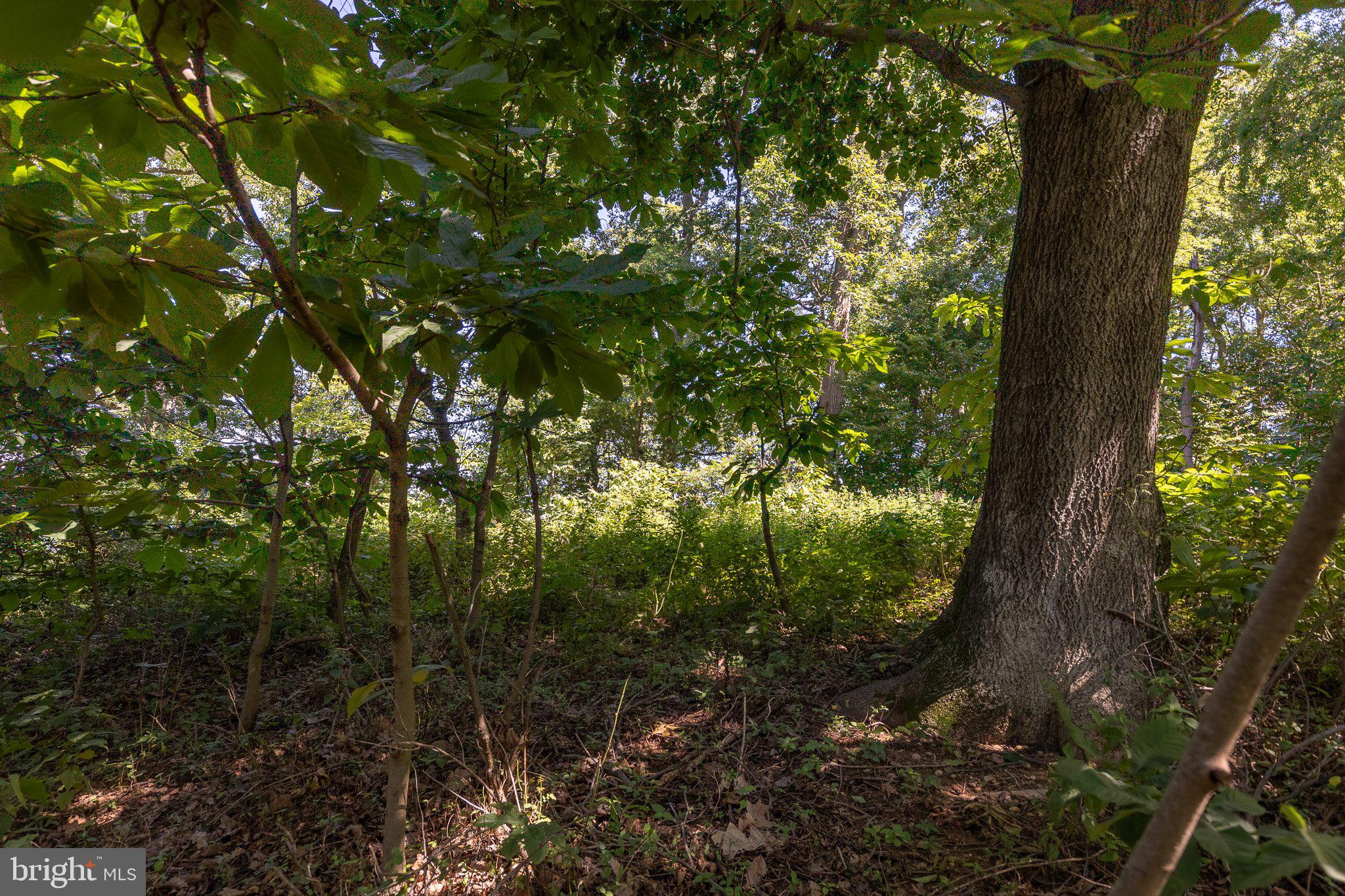 Lot 8 Knight Island Road Earleville, MD 21919 - Photo 8 of 15