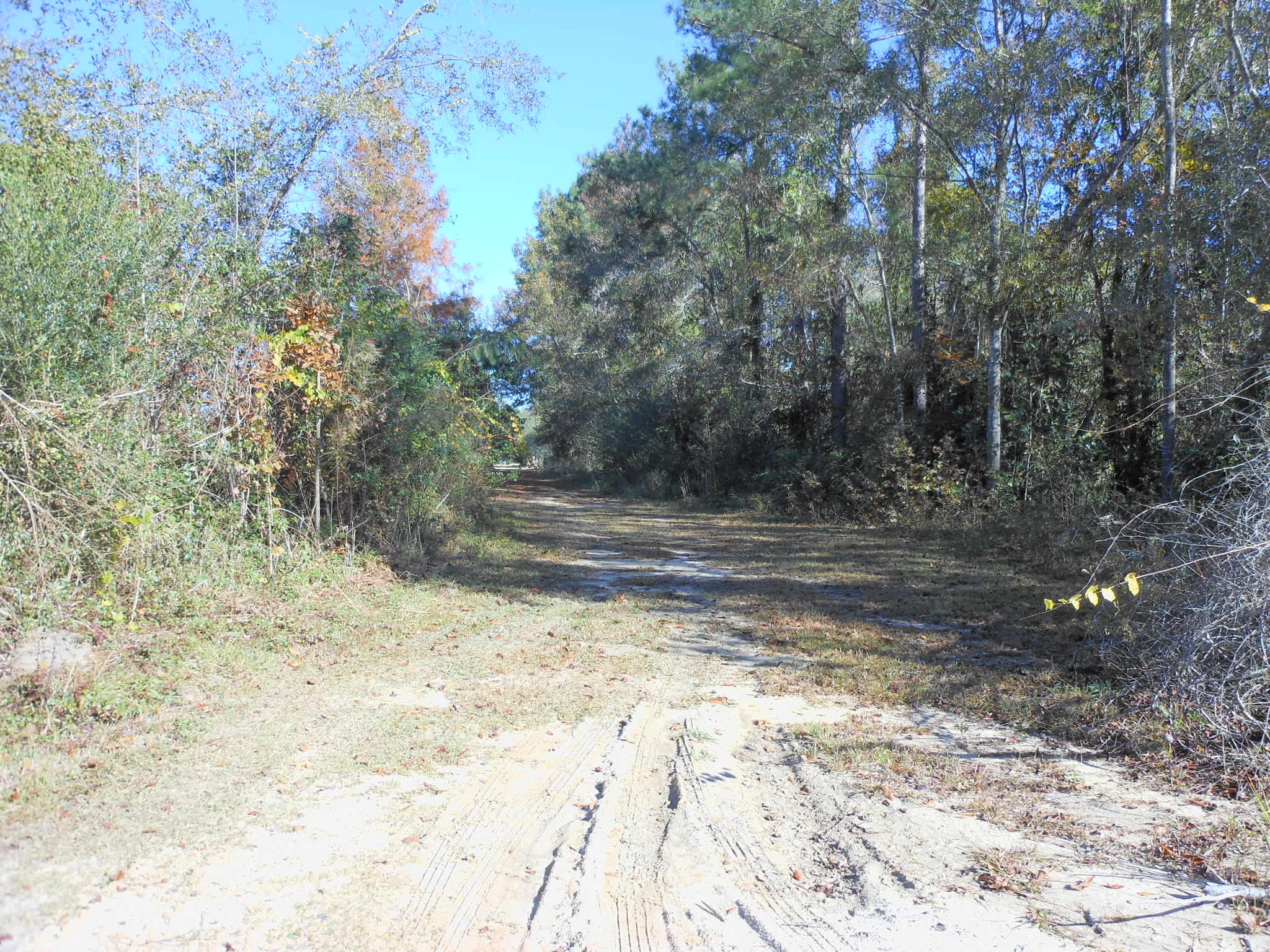 125 State Rd S-8-1099 Bonneau, SC 29431 - Photo 8 of 9 DSCN5783