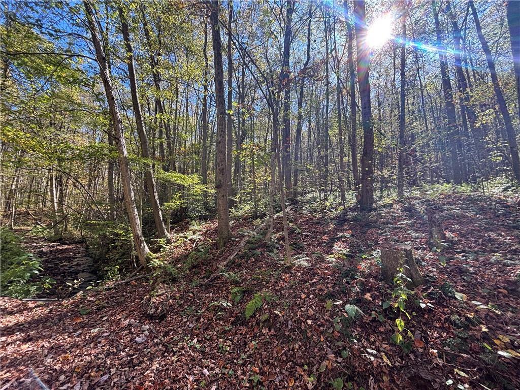 Lot 1 Neals Run Road Champion, PA 15622 - Photo 7 of 11 a view of a forest