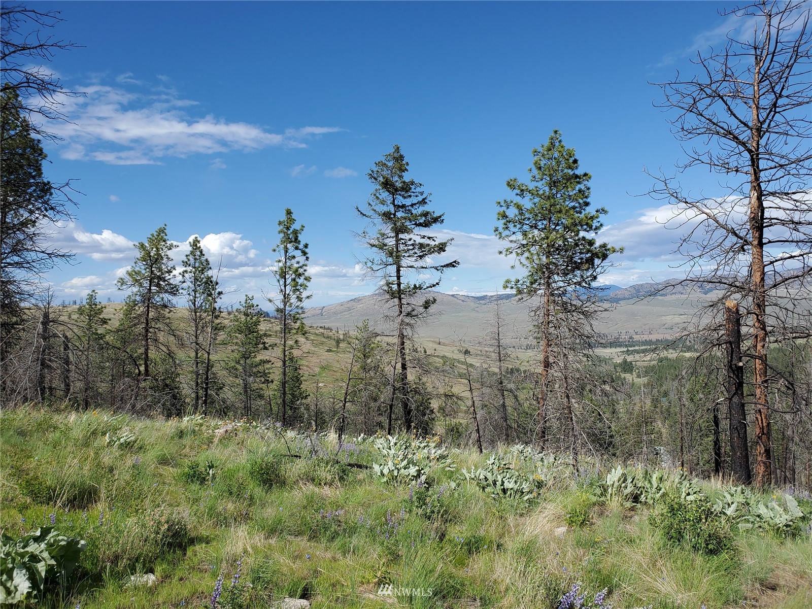 960 X Knox Road Riverside, WA 98849 - Photo 1 of 40 a view of a garden