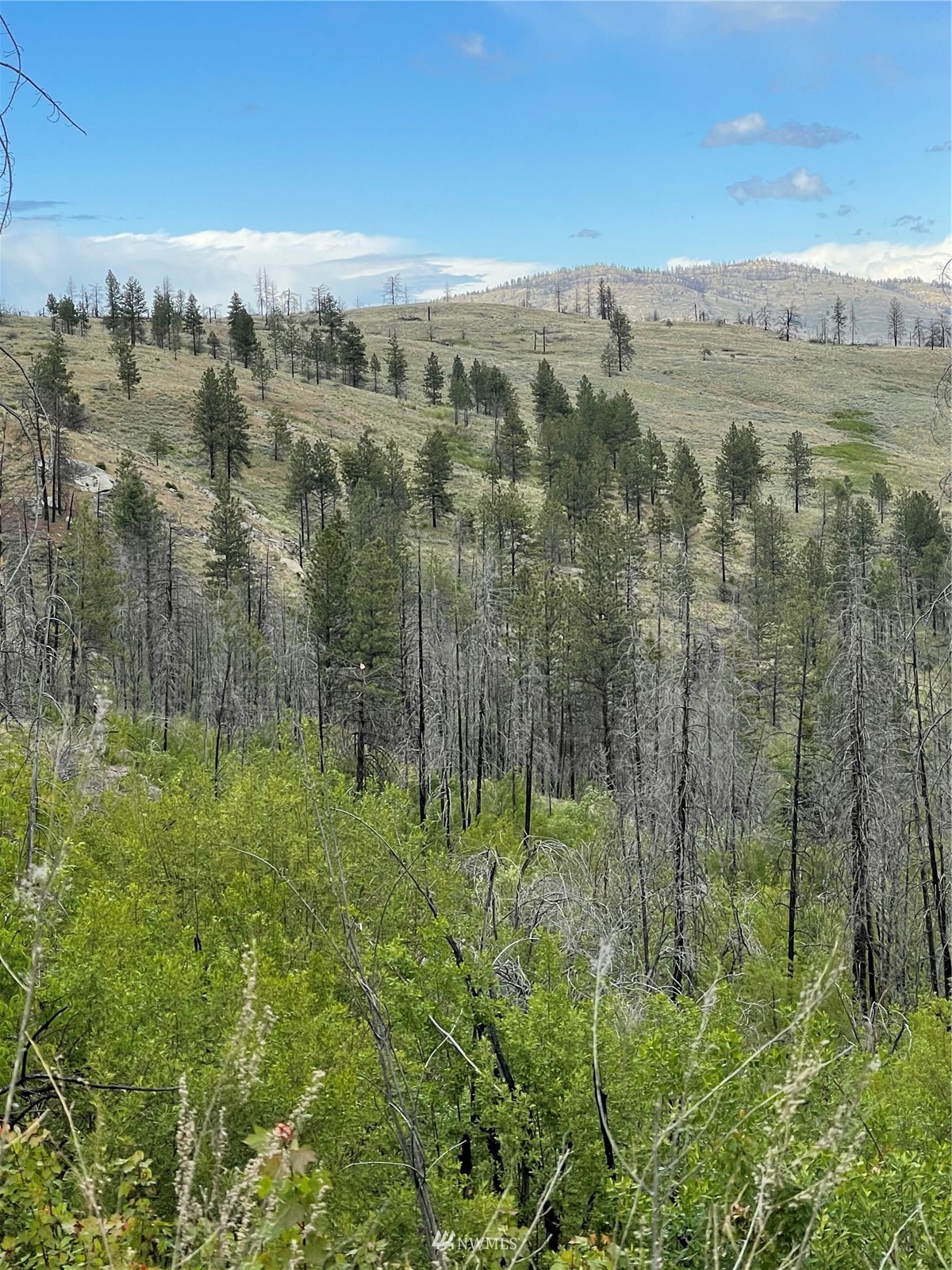 960 X Knox Road Riverside, WA 98849 - Photo 15 of 40 a view of a lush green field