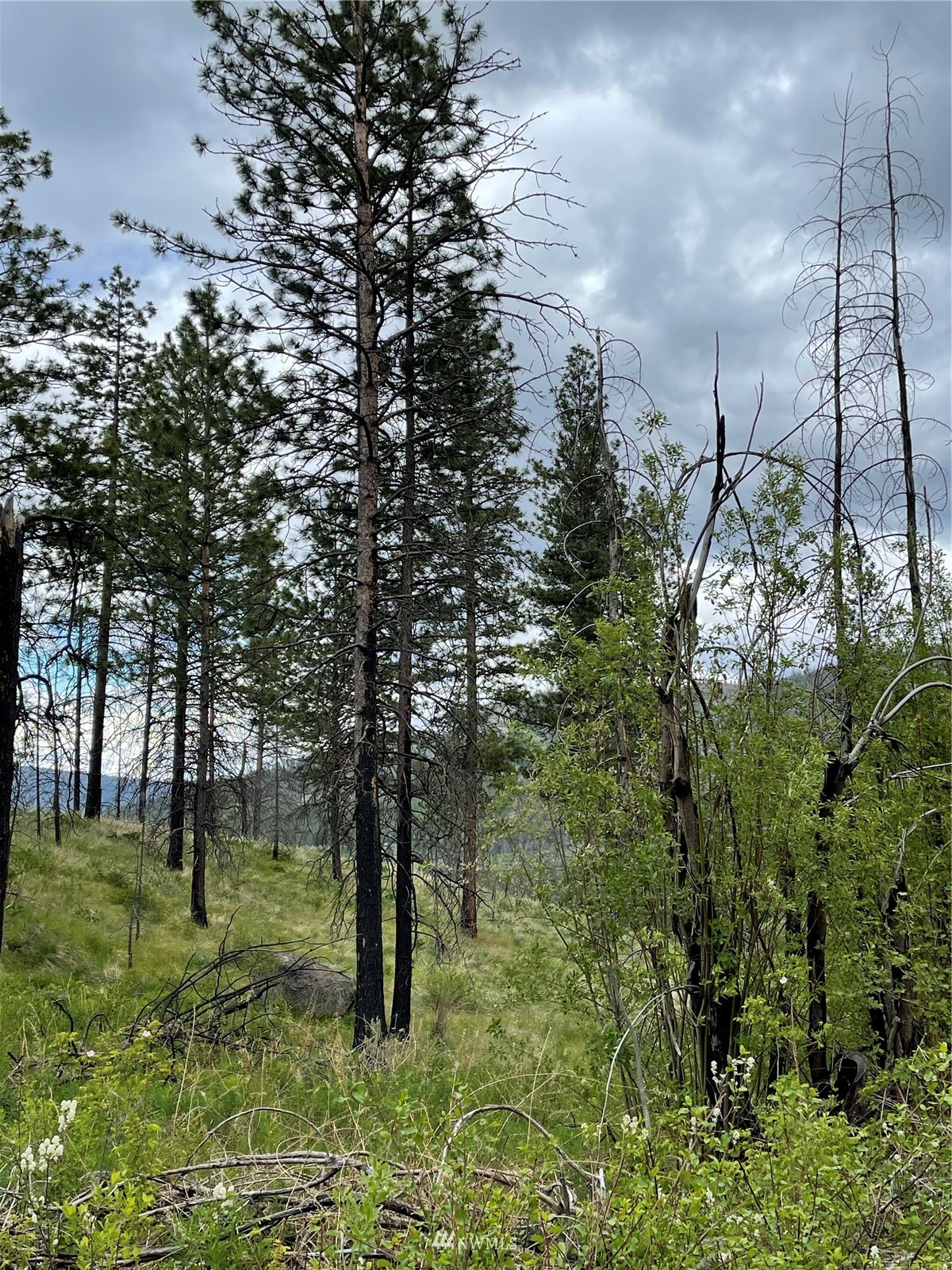 960 X Knox Road Riverside, WA 98849 - Photo 18 of 40 a backyard of a house with lots of green space