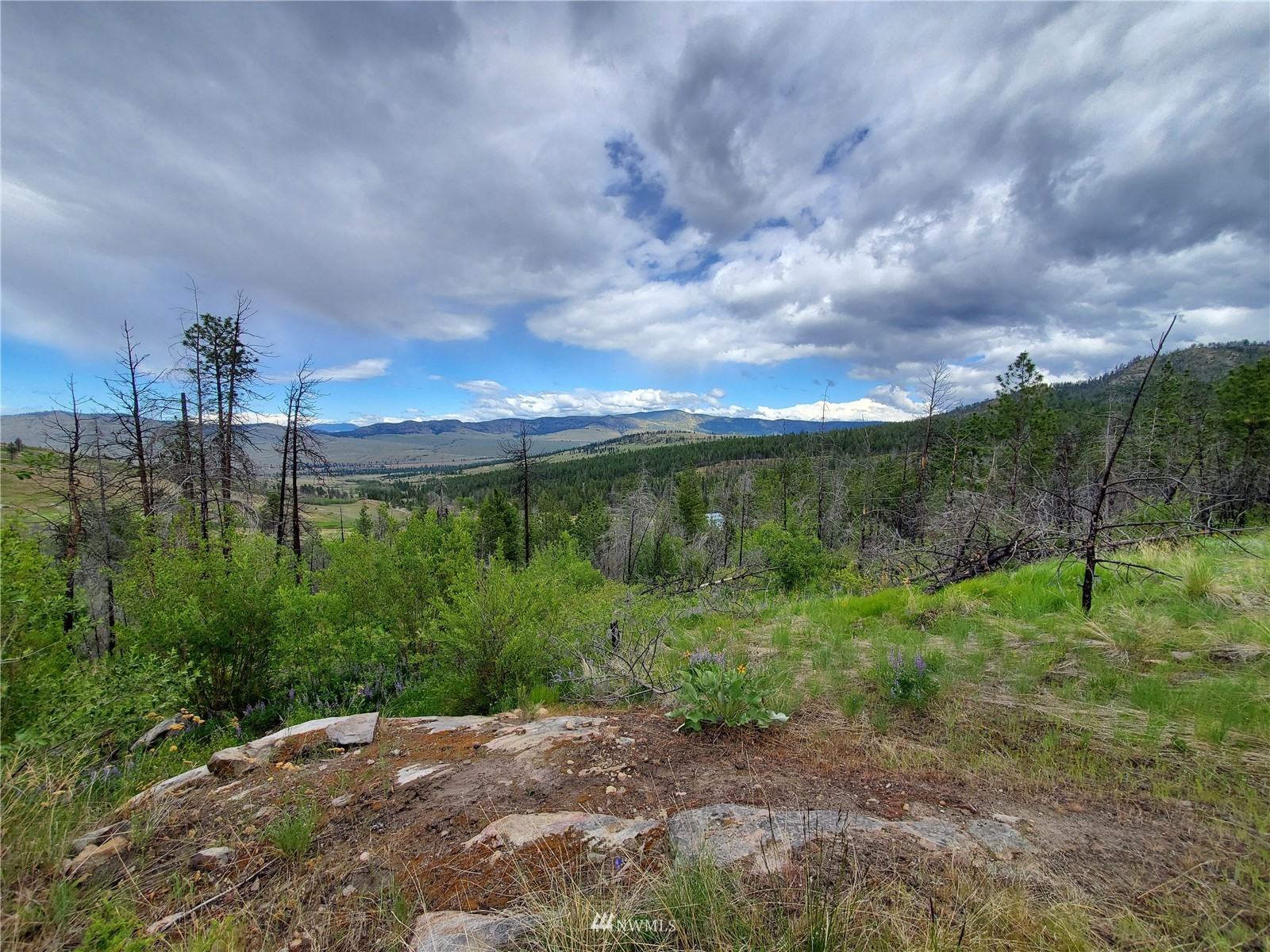 960 X Knox Road Riverside, WA 98849 - Photo 2 of 40 a view of a plants with large trees