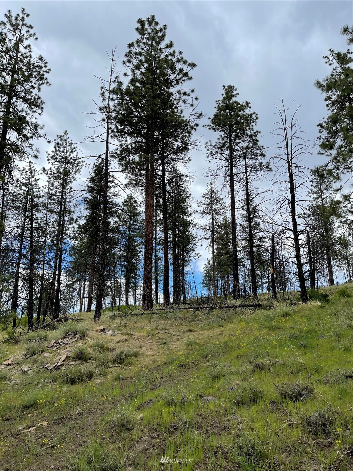 960 X Knox Road Riverside, WA 98849 - Photo 24 of 40 a large tree with large trees