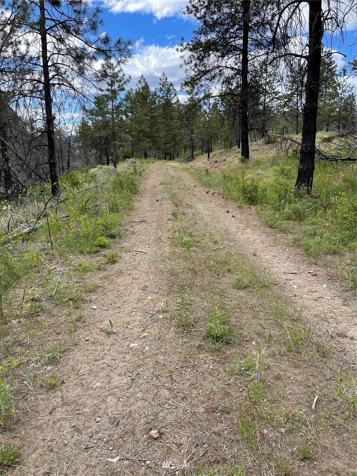 960 X Knox Road Riverside, WA 98849 - Photo 25 of 40 a view of a yard with a tree