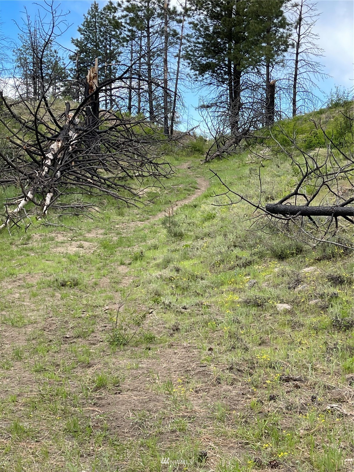 960 X Knox Road Riverside, WA 98849 - Photo 26 of 40 a view of a yard with an trees