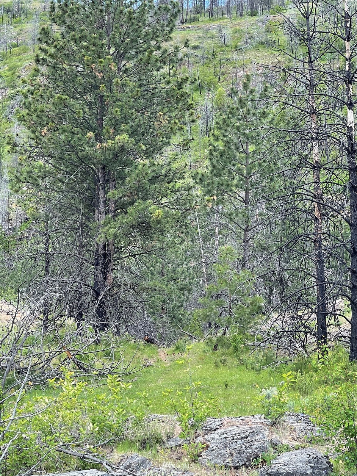 960 X Knox Road Riverside, WA 98849 - Photo 30 of 40 a view of a lush green forest