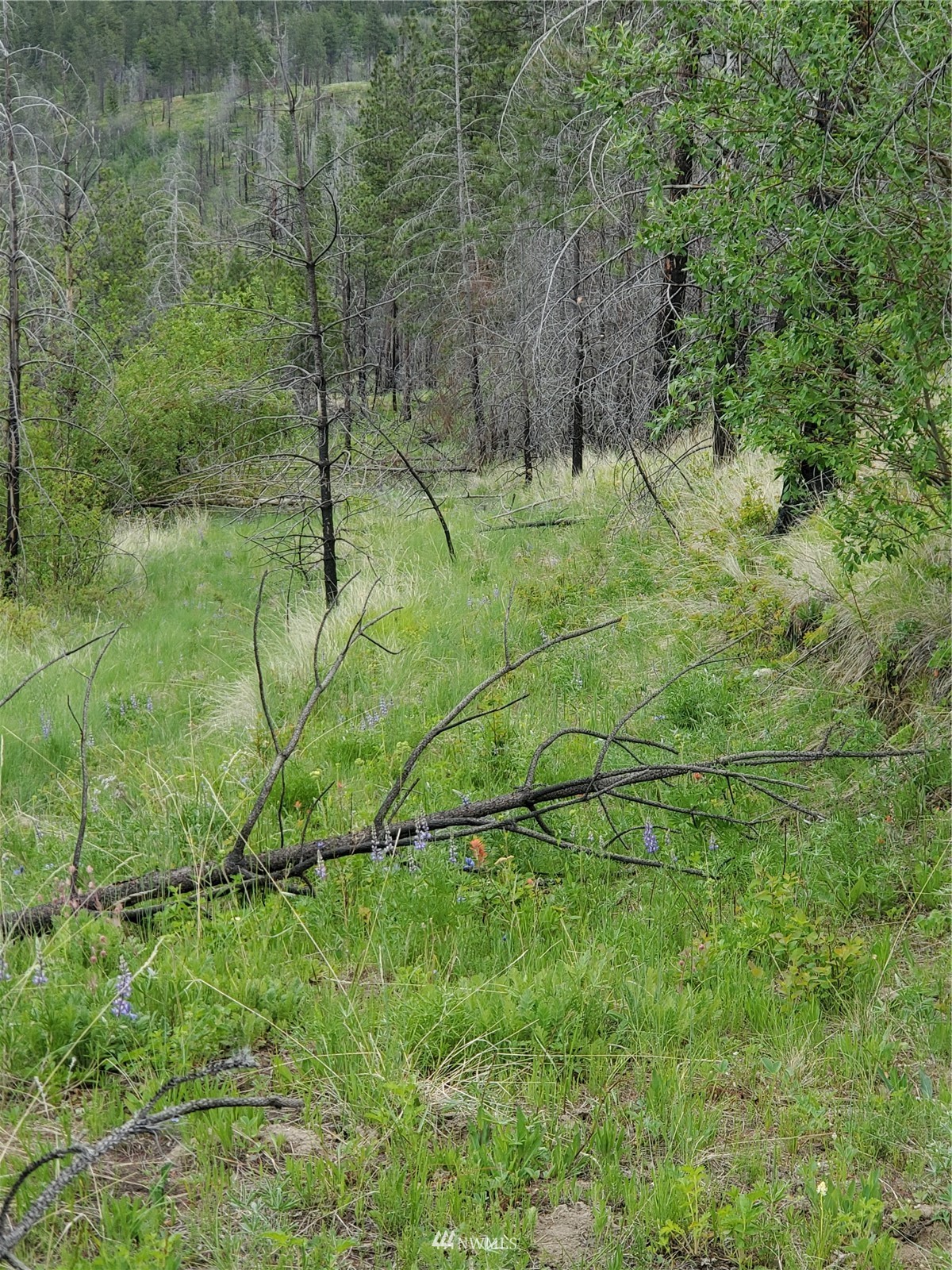 960 X Knox Road Riverside, WA 98849 - Photo 3 of 40 a green field with lots of bushes
