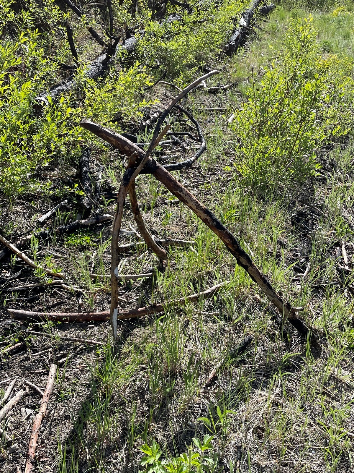 960 X Knox Road Riverside, WA 98849 - Photo 32 of 40 a picture of tree