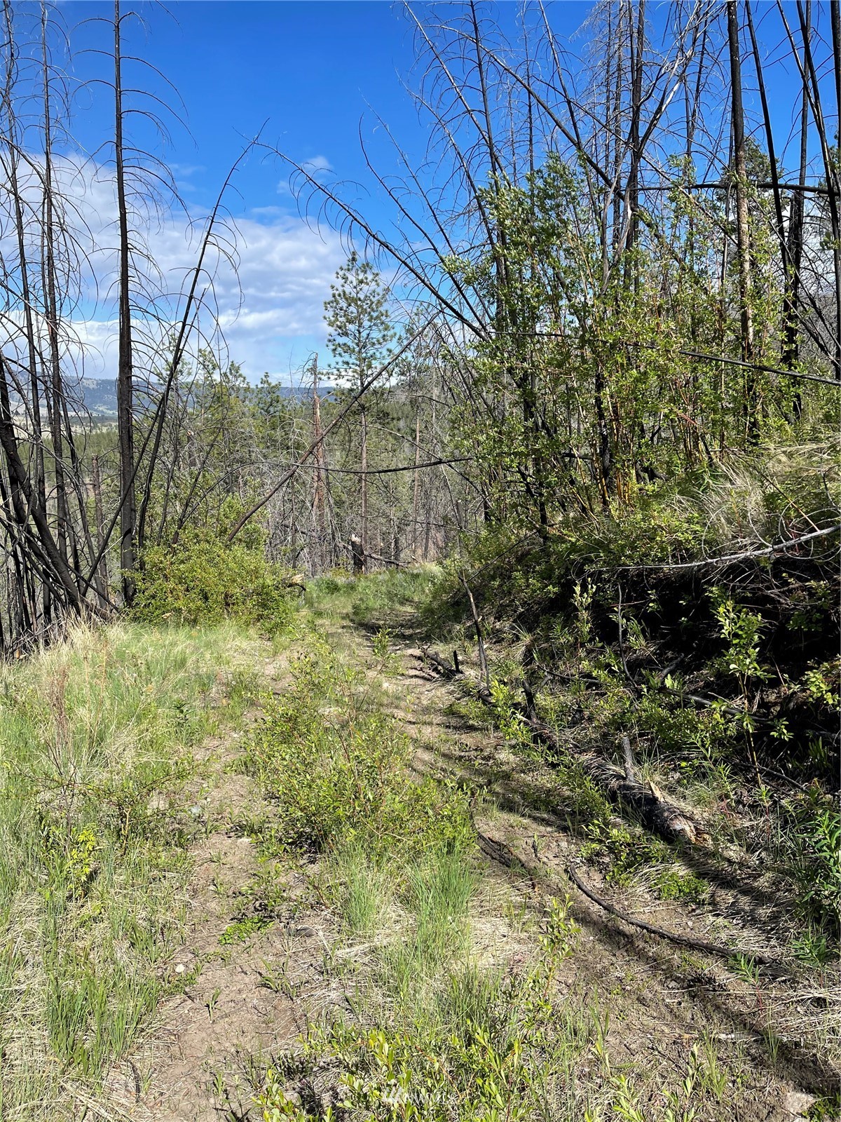 960 X Knox Road Riverside, WA 98849 - Photo 33 of 40 a view of yard with green space