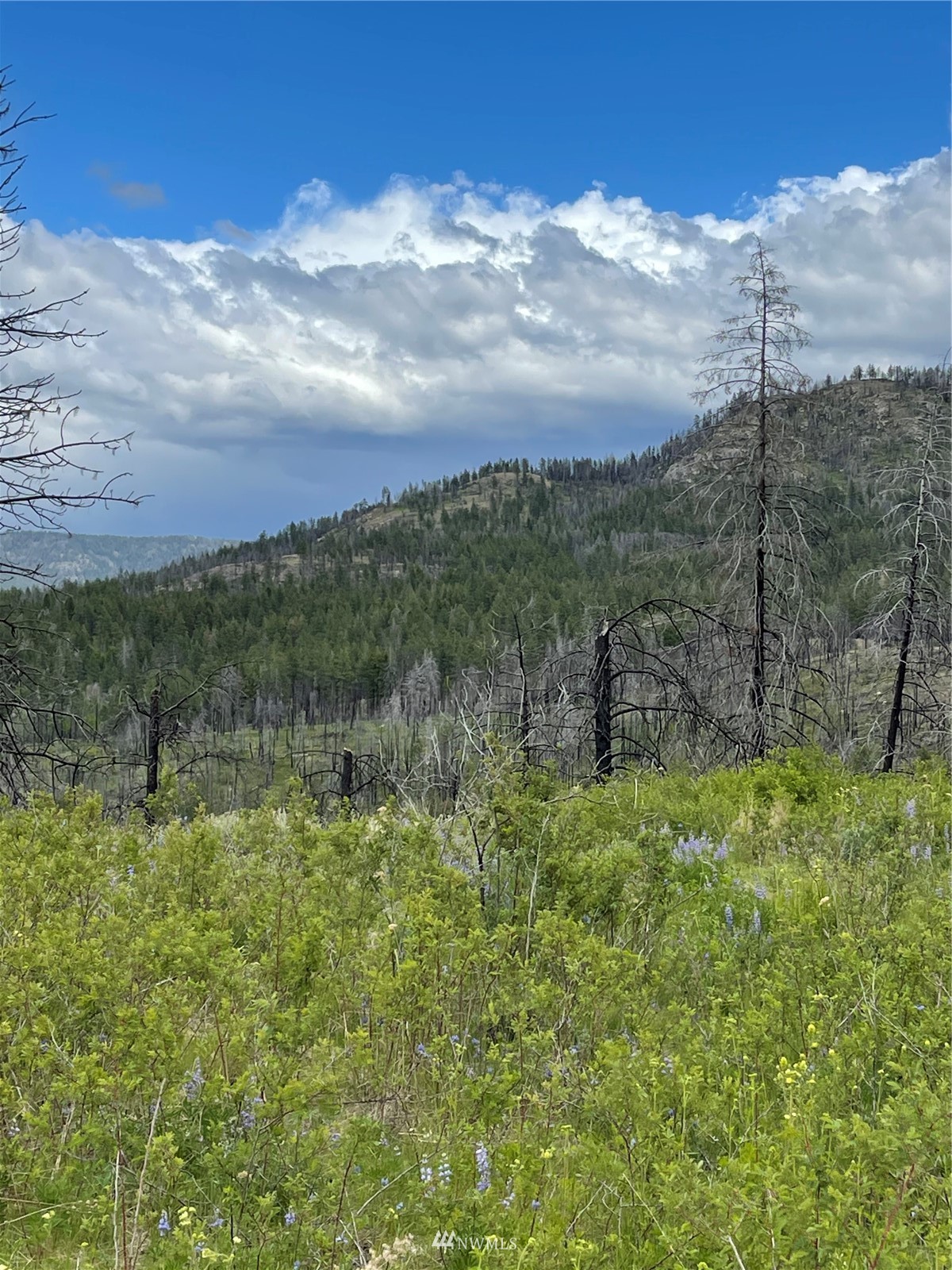960 X Knox Road Riverside, WA 98849 - Photo 37 of 40 a view of a green field with lots of green space