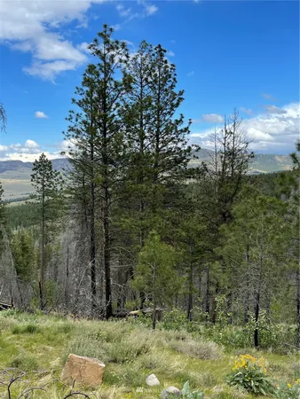 a view of a lush green forest