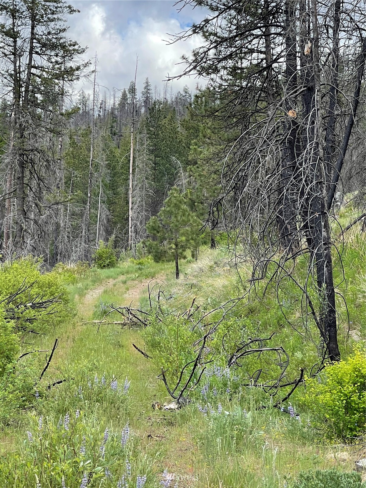 960 X Knox Road Riverside, WA 98849 - Photo 39 of 40 a view of a yard with plants and large trees