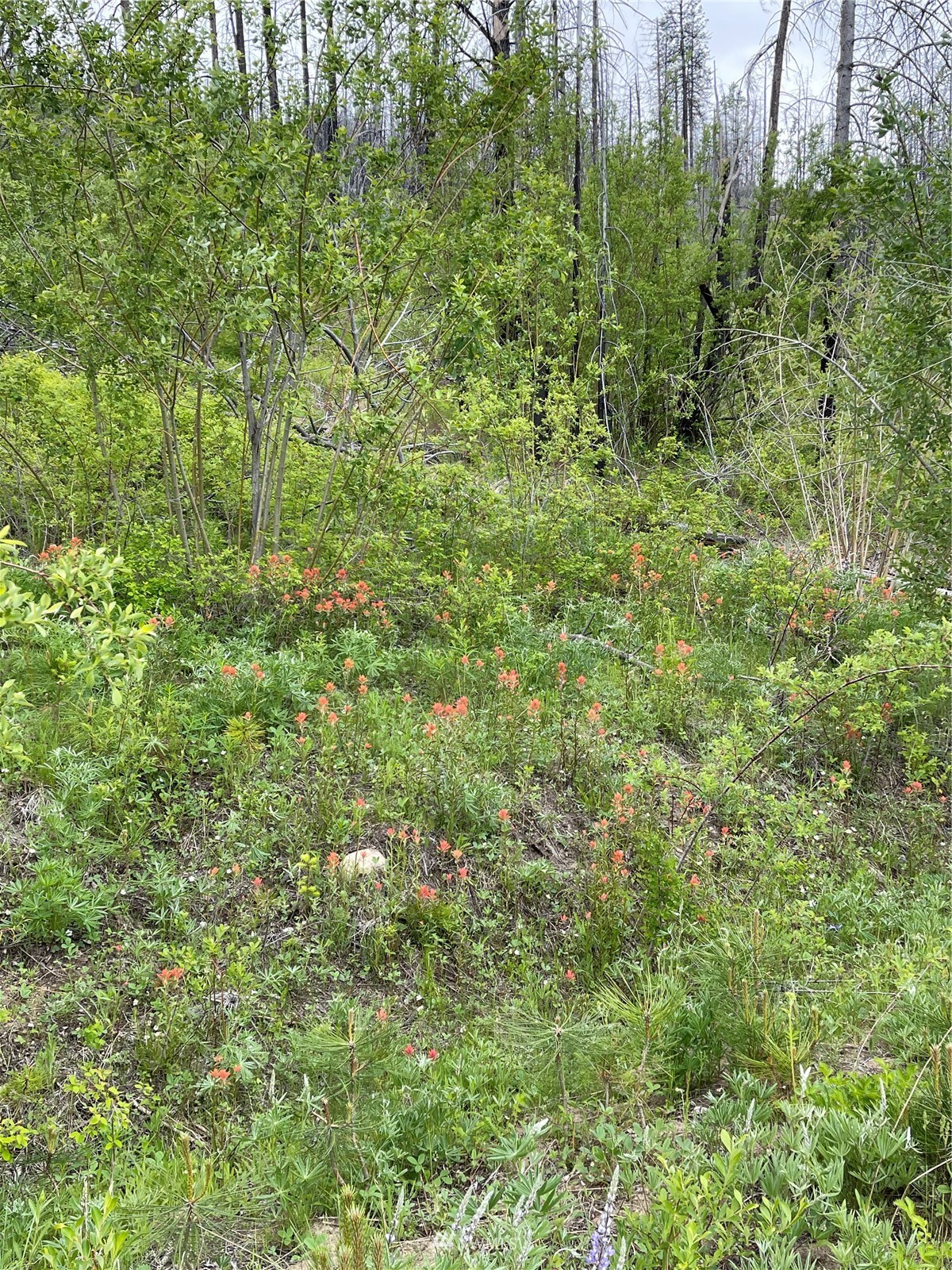 960 X Knox Road Riverside, WA 98849 - Photo 40 of 40 a view of a lush green forest