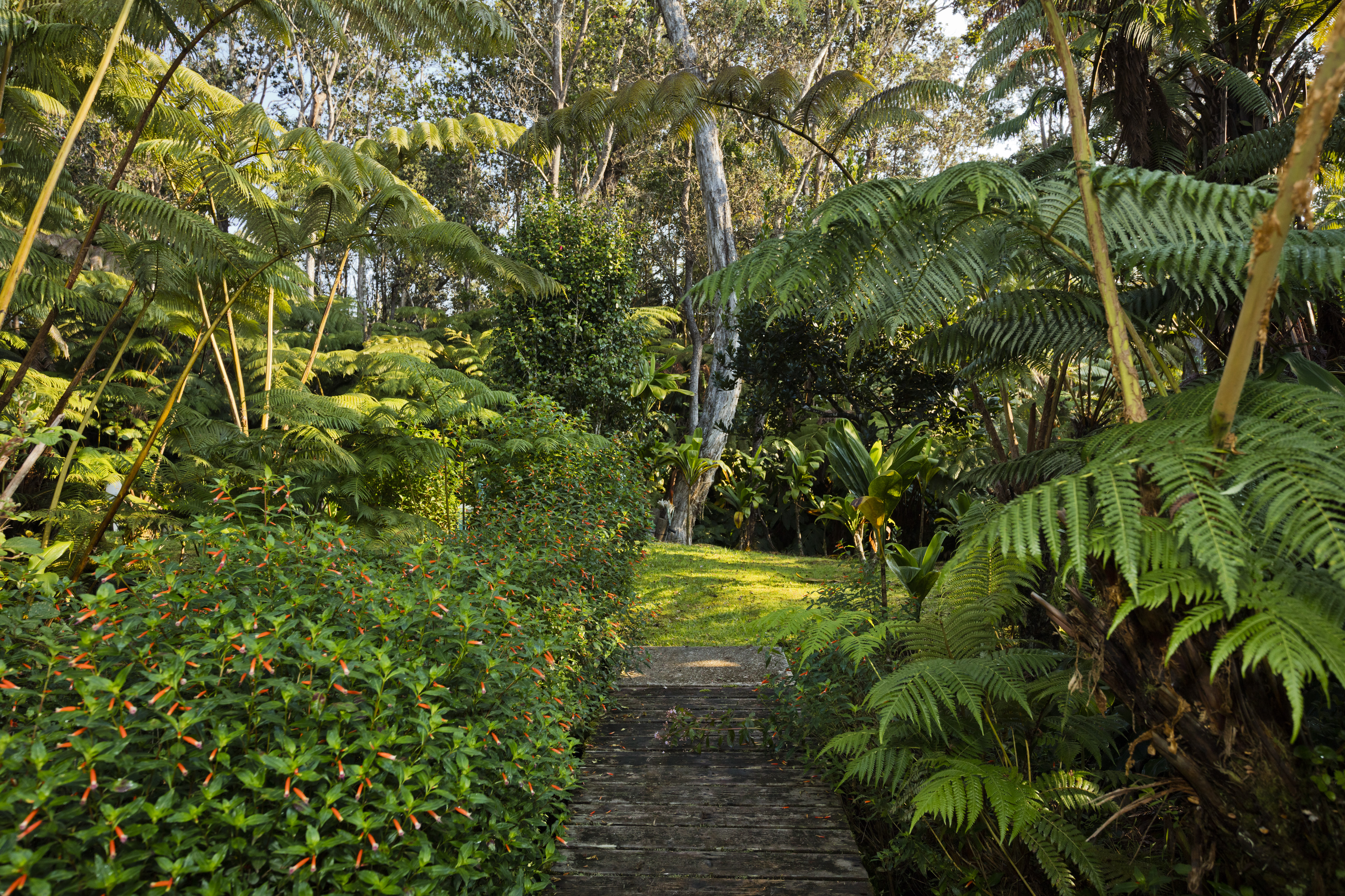 19-4235 Wright Road Volcano, HI 96785 - Photo 26 of 30