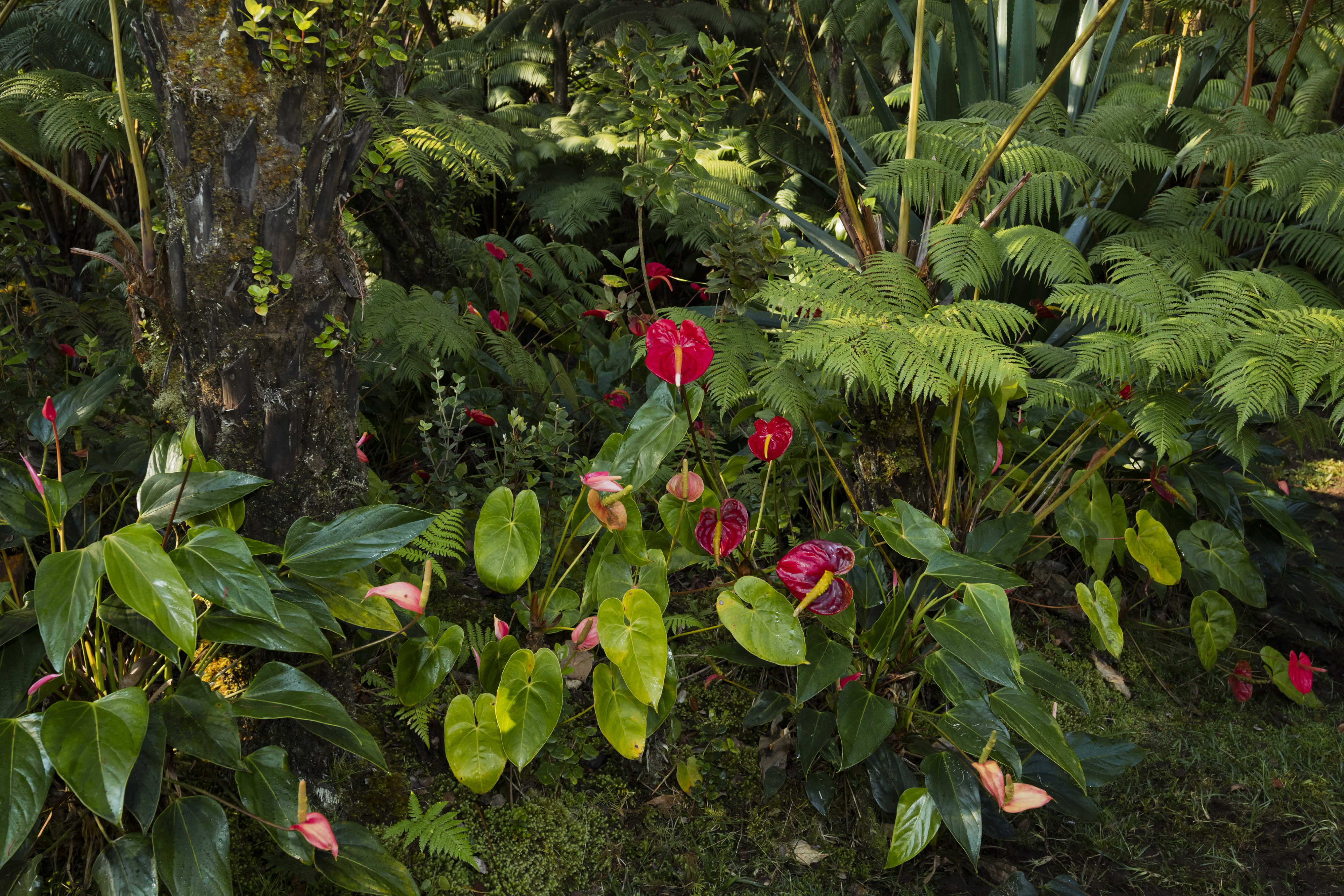 19-4235 Wright Road Volcano, HI 96785 - Photo 27 of 30