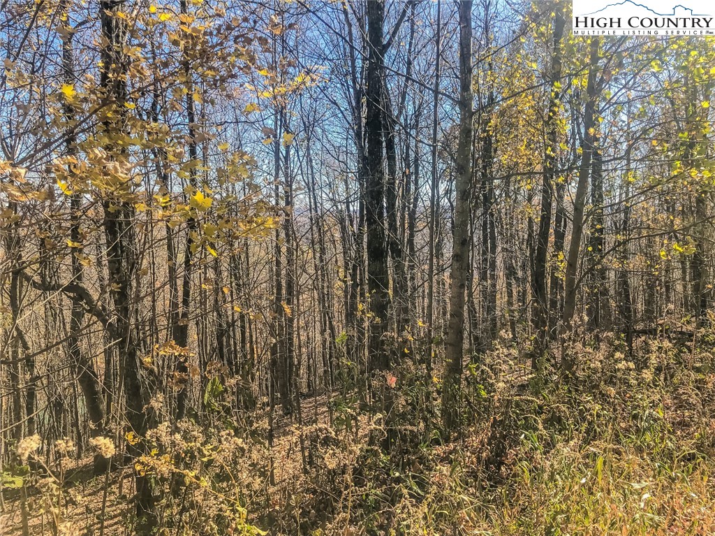 Lot Bj Big Tree Road West Jefferson, NC 28694 - Photo 5 of 27 Gallery Image 5