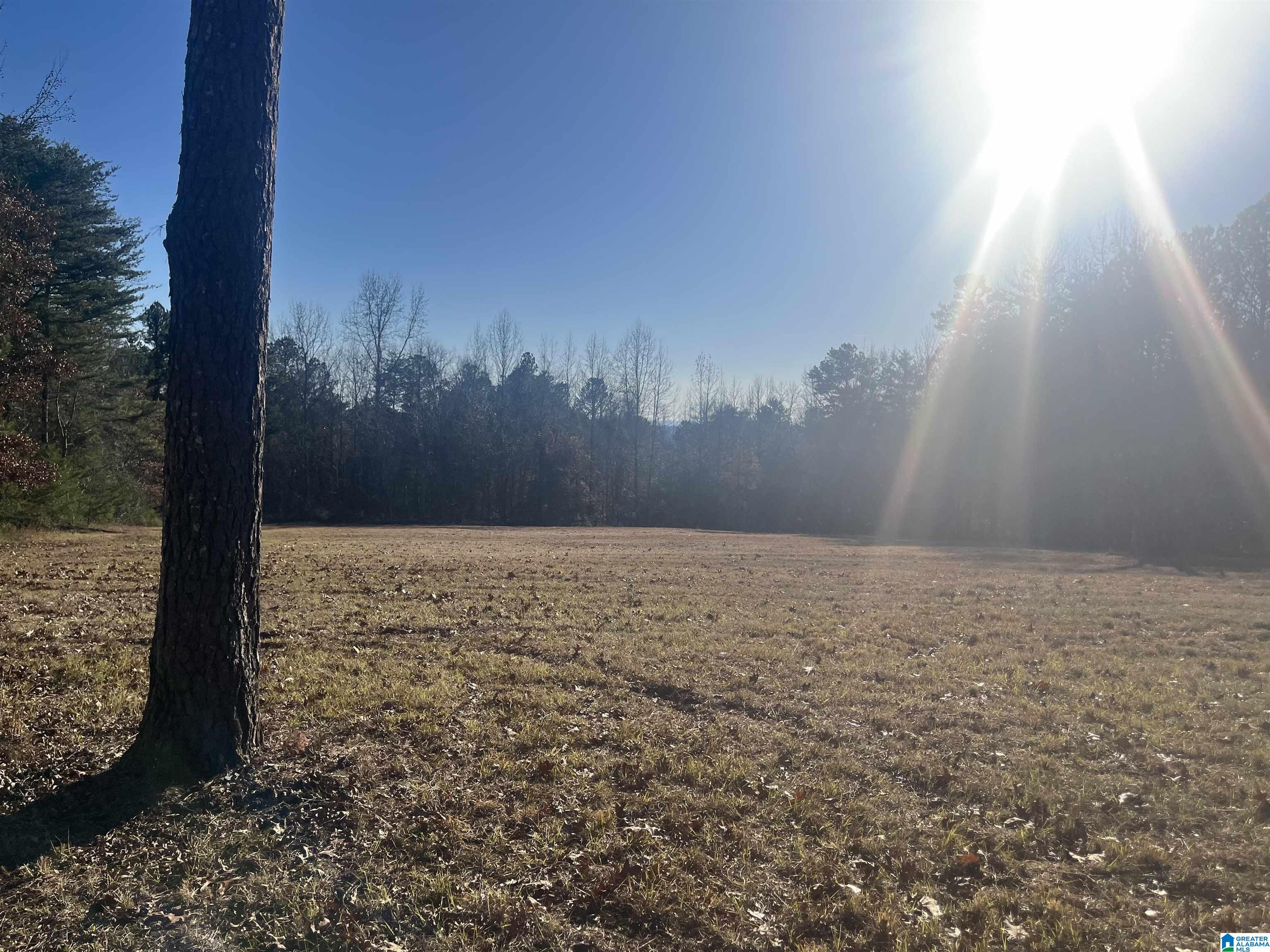 305 Mdw Rdg Drive Springville, AL 35146 - Photo 6 of 11