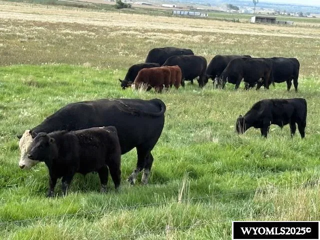 $750,000 | 90462 South Morrill Road, Morrill, NE 69358