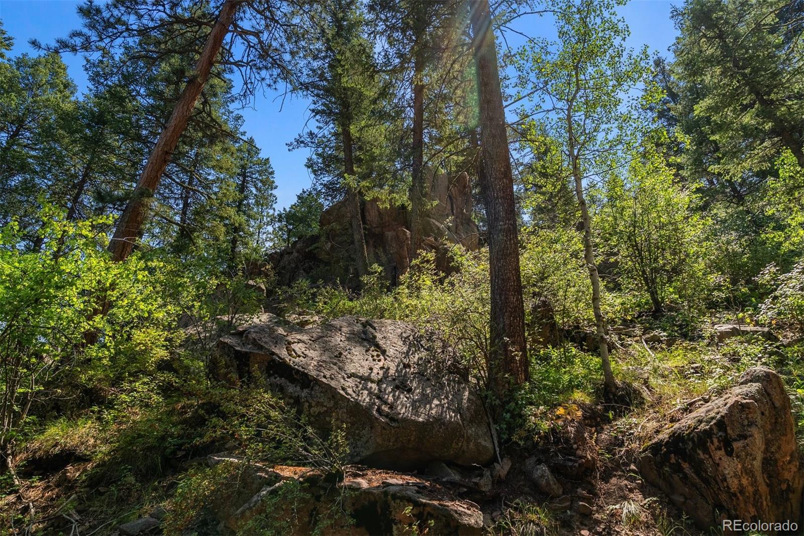 12954 South Kuehster Road Littleton, CO 80127 - Photo 11 of 43 a view of a forest that has large trees