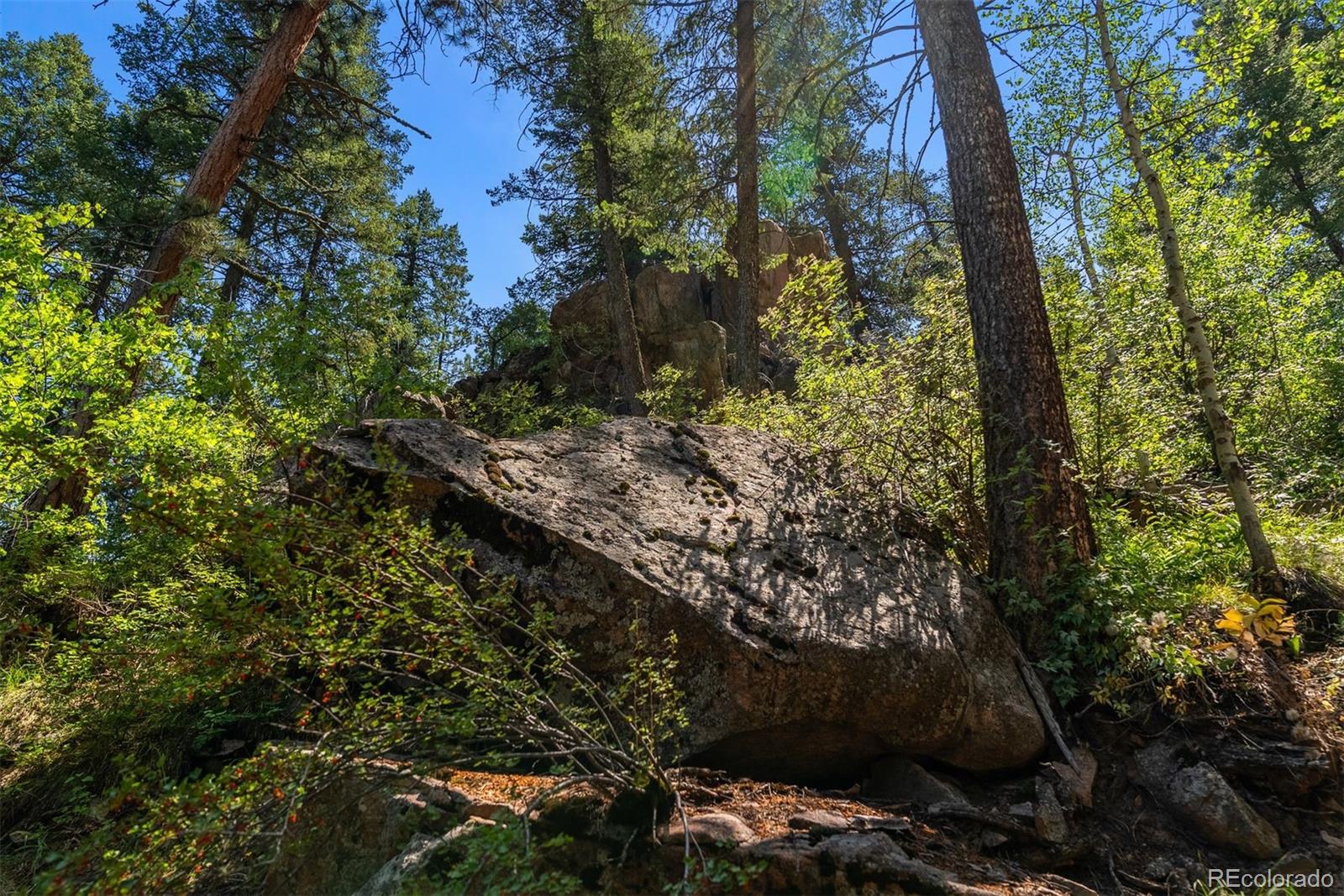 12954 South Kuehster Road Littleton, CO 80127 - Photo 12 of 43 a view of a yard with plants and trees