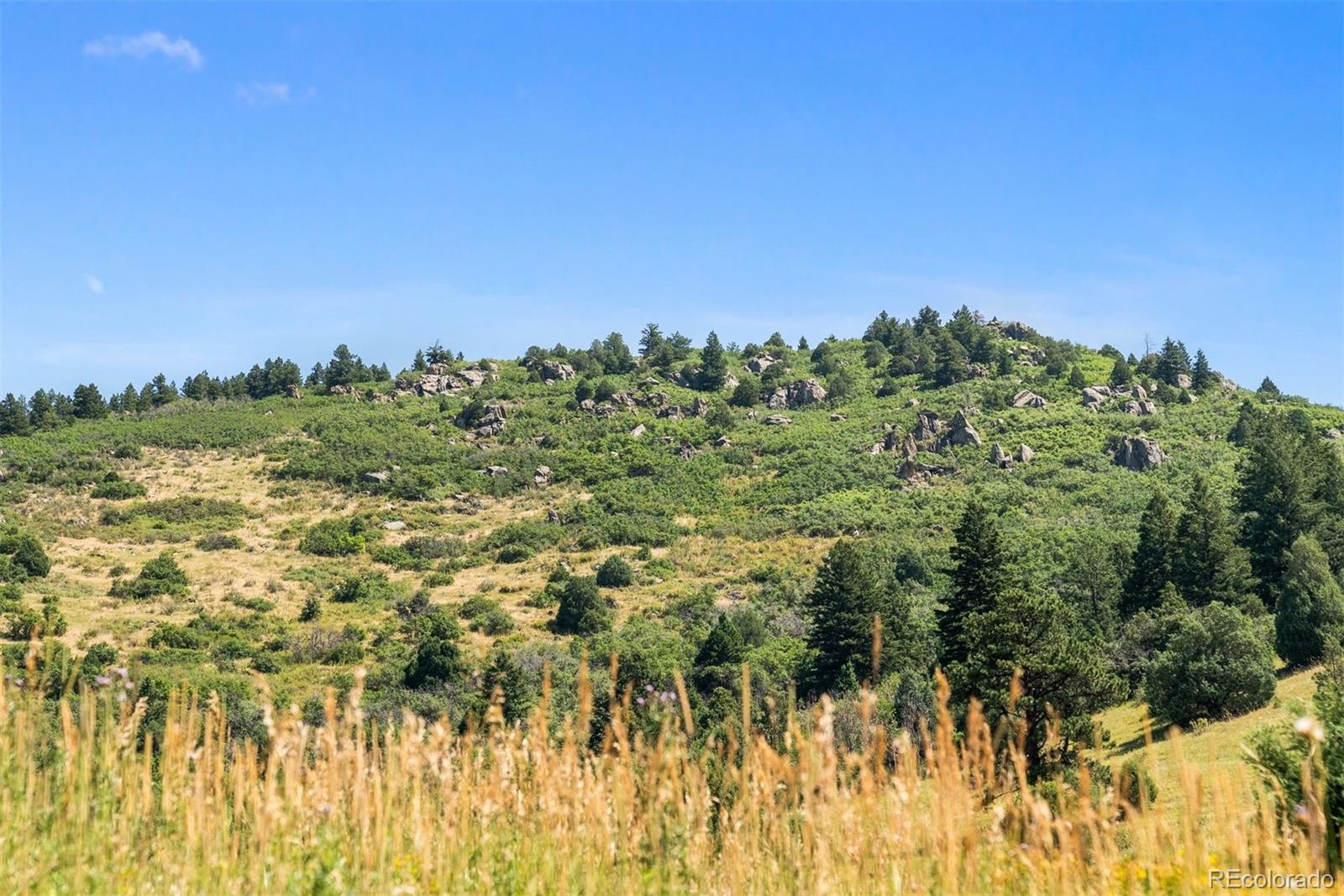 12954 South Kuehster Road Littleton, CO 80127 - Photo 4 of 43 a view of a bunch of trees in a yard