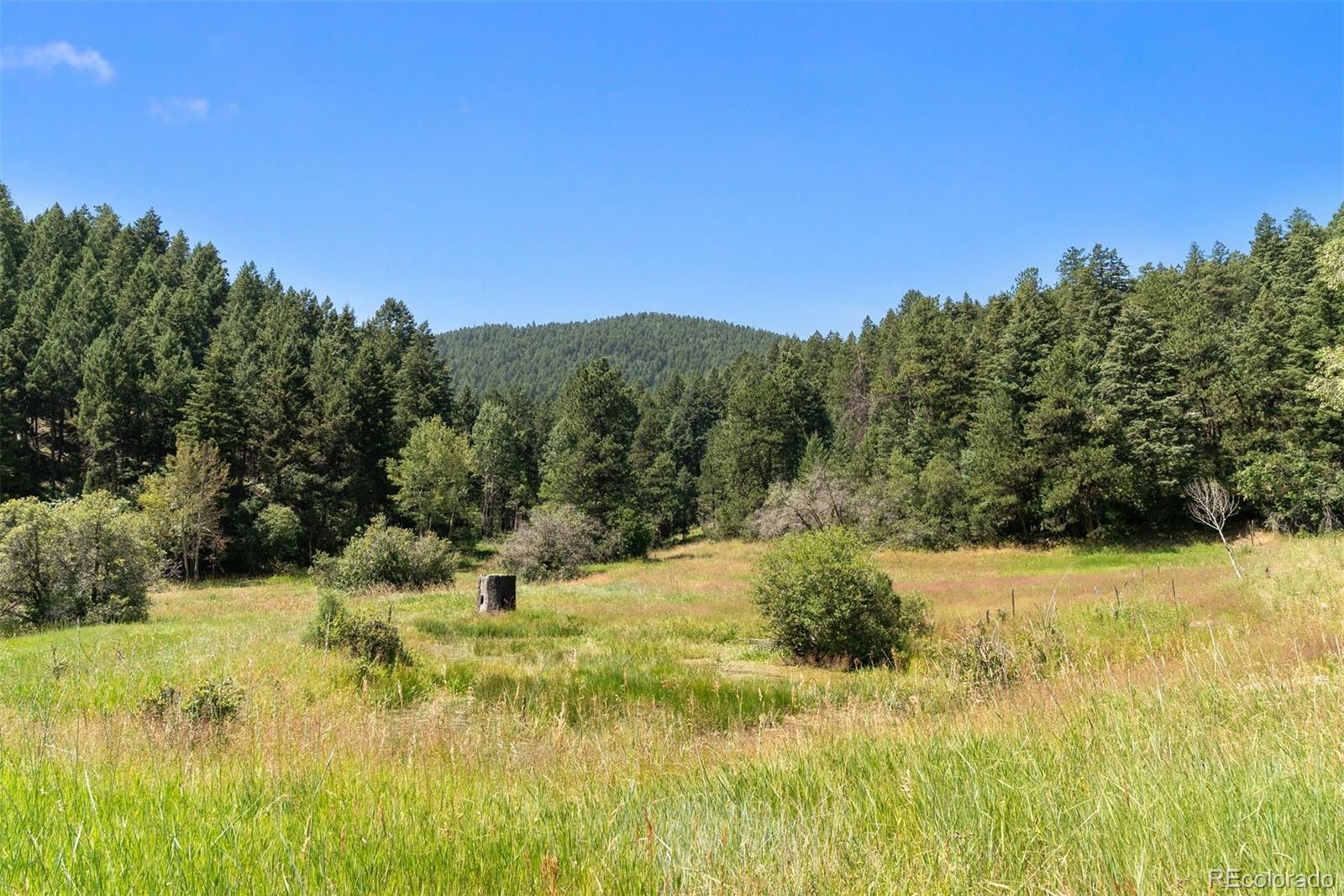 12954 South Kuehster Road Littleton, CO 80127 - Photo 5 of 43 a view of a yard with a tree