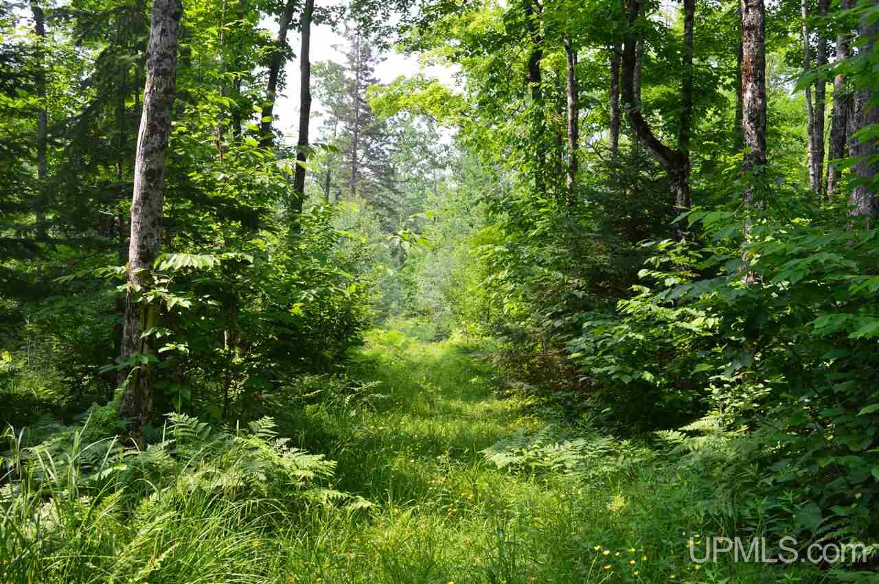 Tbd Herman Road Lanse, MI 49946 - Photo 8 of 50 Gallery Image 8