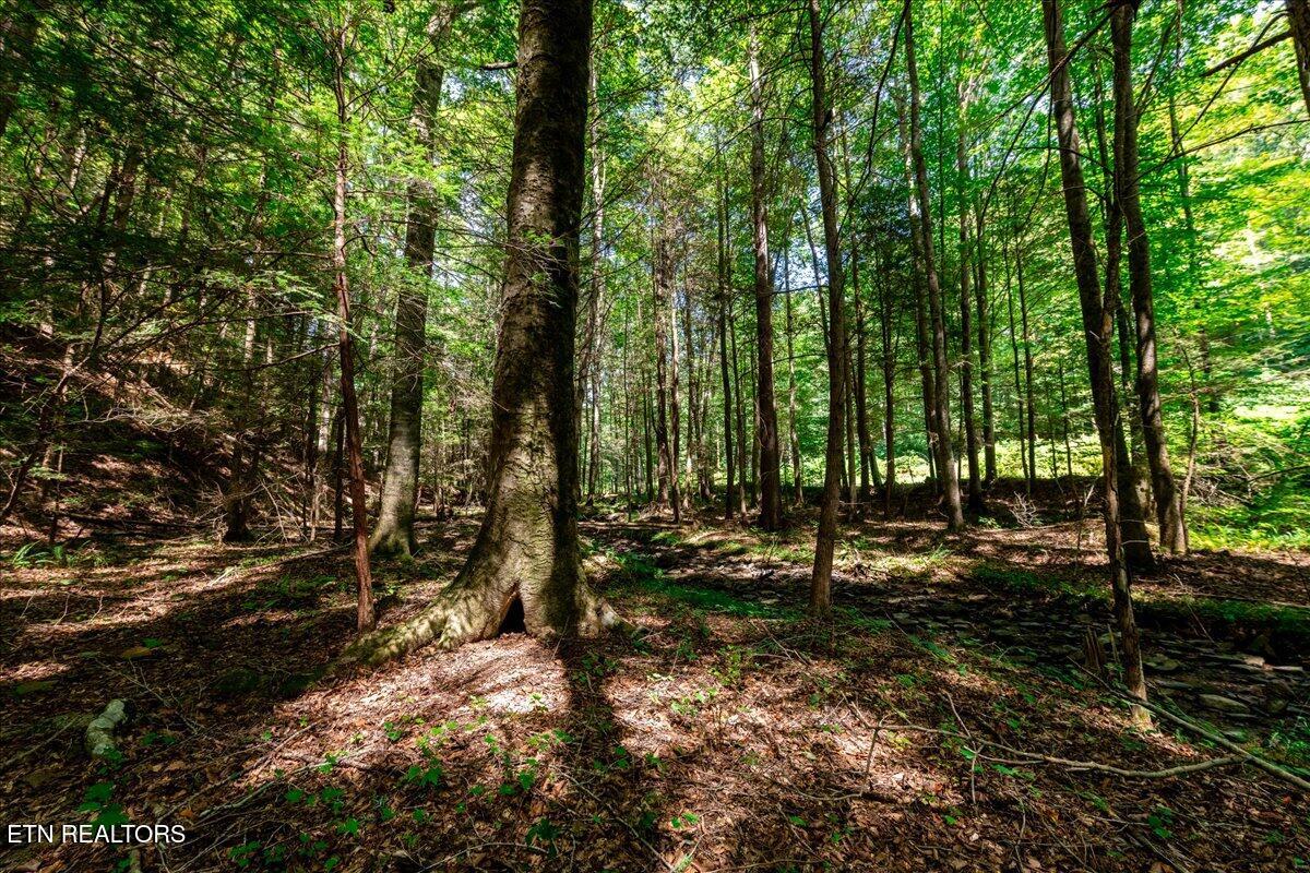 755 Bear Branch Road Wartburg, TN 37887 - Photo 30 of 58 30-DSC_7150-HDR