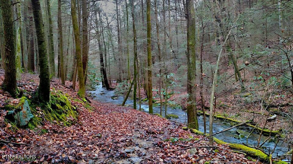 755 Bear Branch Road Wartburg, TN 37887 - Photo 31 of 58 creek 1 - Copy