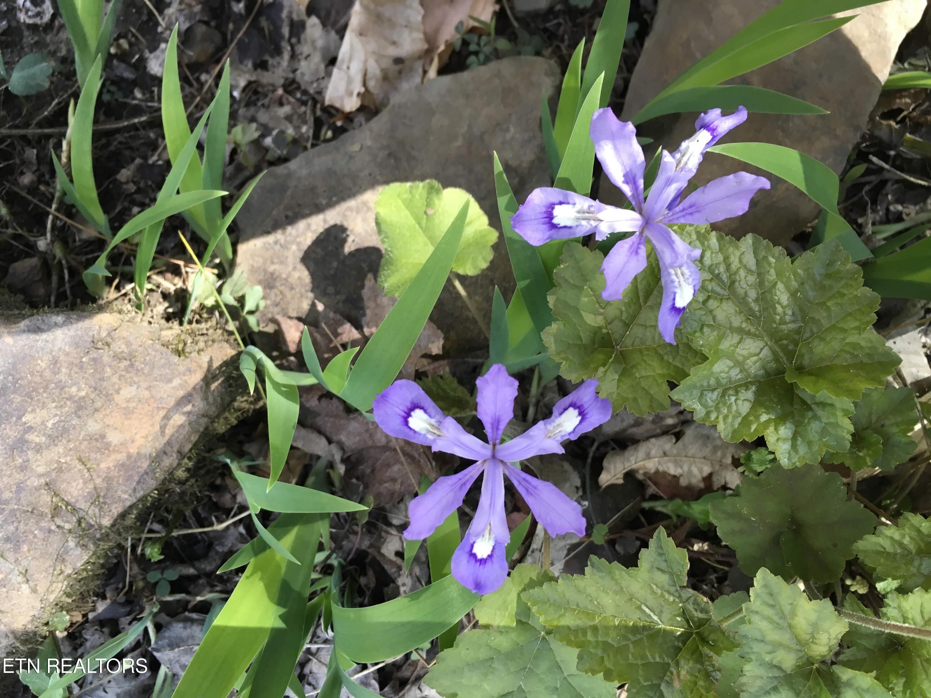 755 Bear Branch Road Wartburg, TN 37887 - Photo 50 of 58 flowers - Copy