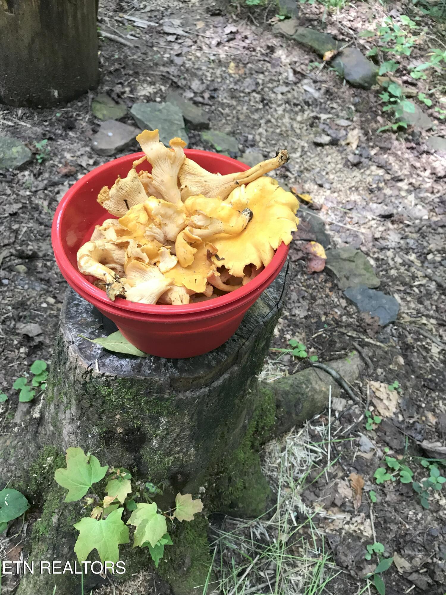 755 Bear Branch Road Wartburg, TN 37887 - Photo 53 of 58 mushrooms - Copy
