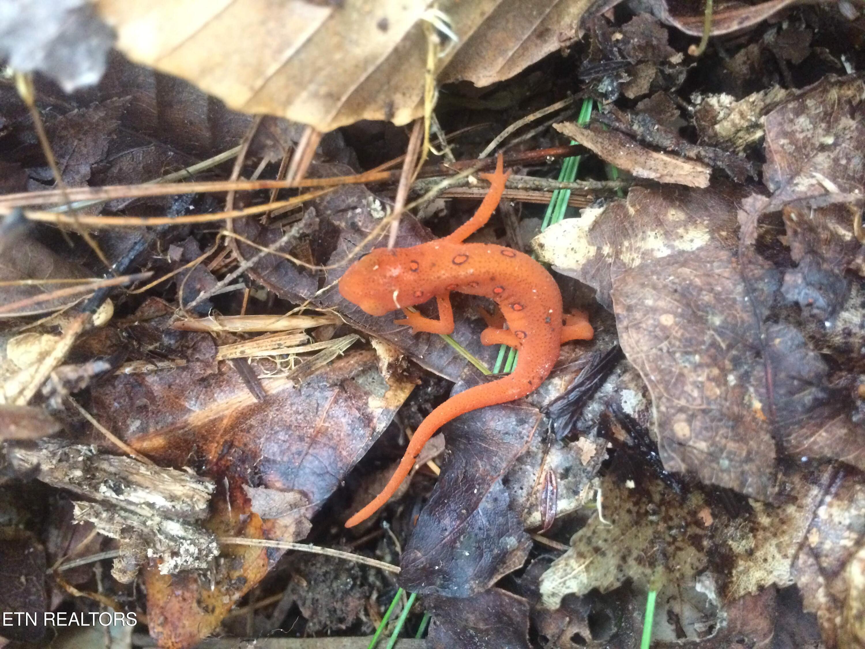 755 Bear Branch Road Wartburg, TN 37887 - Photo 54 of 58 salamander - Copy